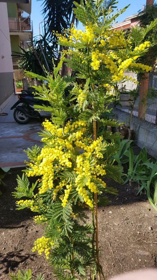 B&B Mimosa Giardini Naxos Eksteriør bilde